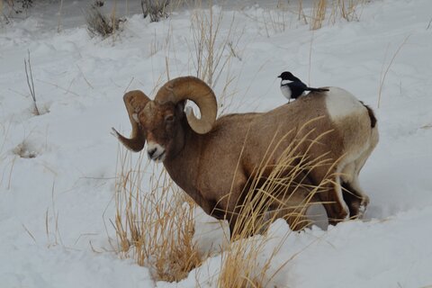 Image of West Yellowstone